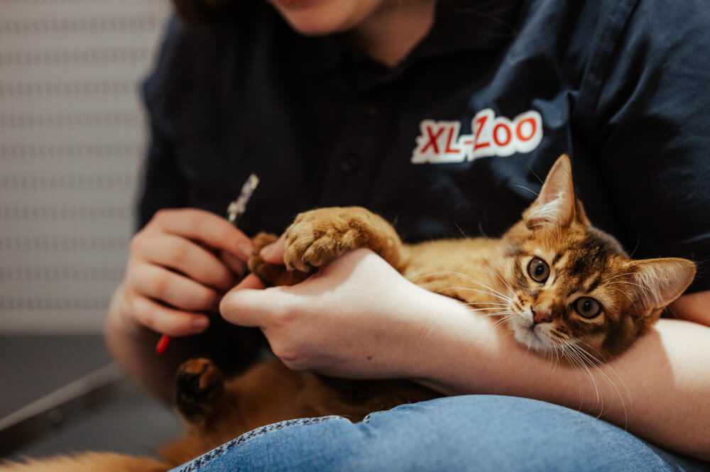 Behandlingar för ditt husdjur - XL ZOO