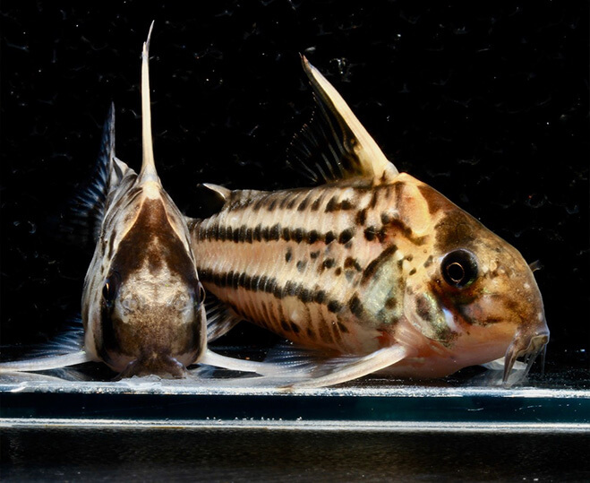 Corydoras Malar, Akvariefisk - XL ZOO