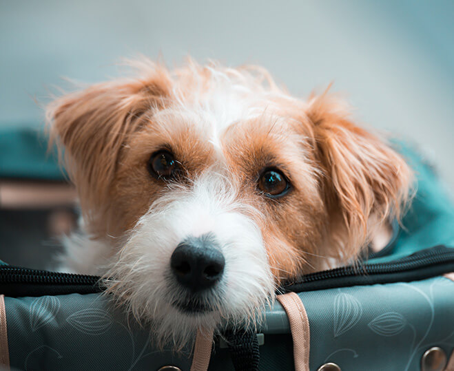 Väskor och ryggsäckar till hund - XL ZOO