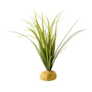 Turtlegrass 28cm