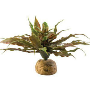 Star Cactus 23cm