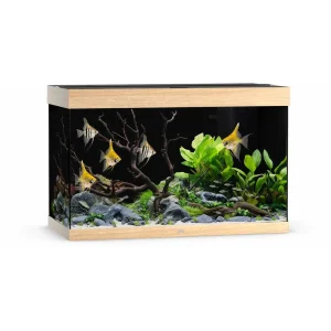 Trä