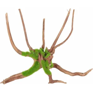 Kipouss Spider Root M W/ Live Plant Seeds