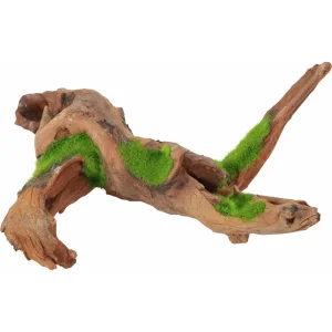 Kipouss Malaysia Root M W/ Live Plant Seeds
