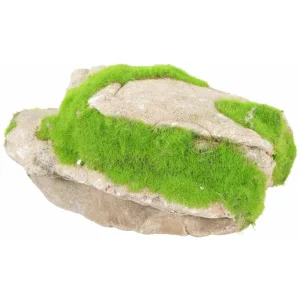 Kipouss Grey Stone M W/ Live Plant Seeds