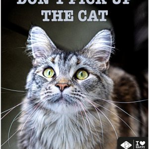 Metallskylt Don´t Pick Up The Cat