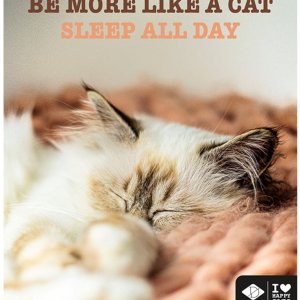 Metallskylt Be More Like A Cat