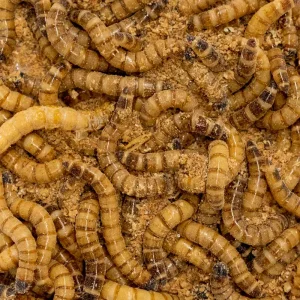Zophobas Moria Larv 80g