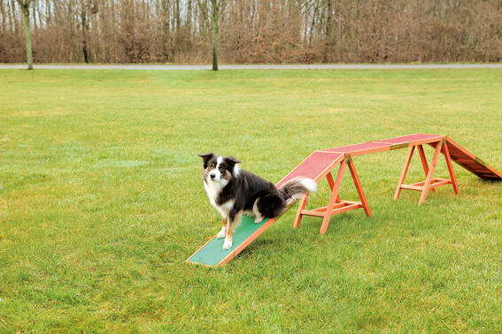 Agility Ramp 456x64x30cm - XL ZOO
