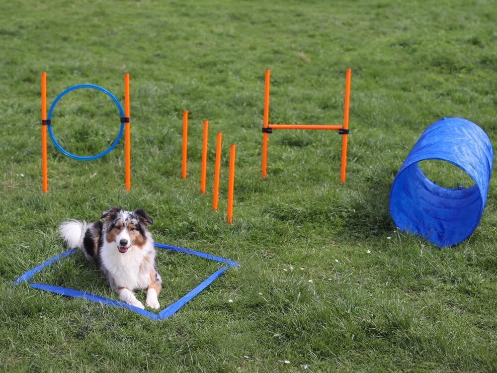Agility Set 22 Delar - XL ZOO