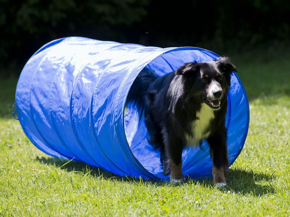 Tunnel för Agility 152x60cm - XL ZOO